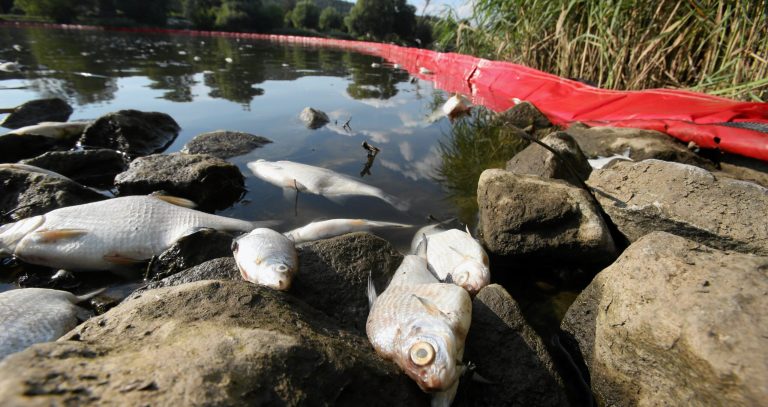 Zanieczyszczenia przemysłowe „kluczowym czynnikiem” zatrucia Odry, stwierdza raport UE