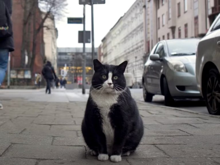 Największą atrakcją turystyczną polskiego miasta jest gruby czarno-biały kot o imieniu Gacek