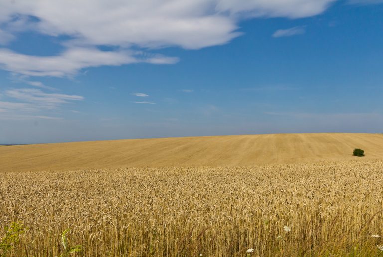 Polska dąży do ograniczenia napływu ukraińskiego zboża na rynki UE po protestach rolników
