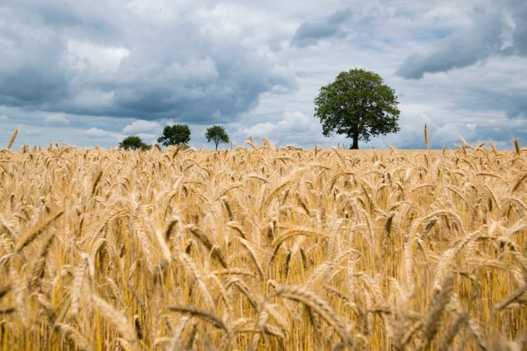 Polska nakazuje kontrole wszystkim importerom zboża po doniesieniach o ukraińskiej pszenicy przemysłowej wykorzystywanej w żywności