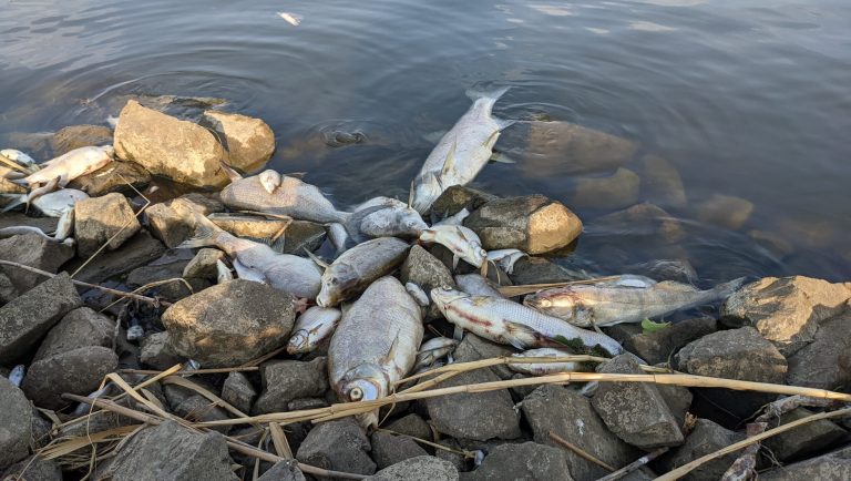 Niemcy chcą, aby Polska lepiej chroniła Odrę po tym, jak według raportu zdechła ponad połowa ryb