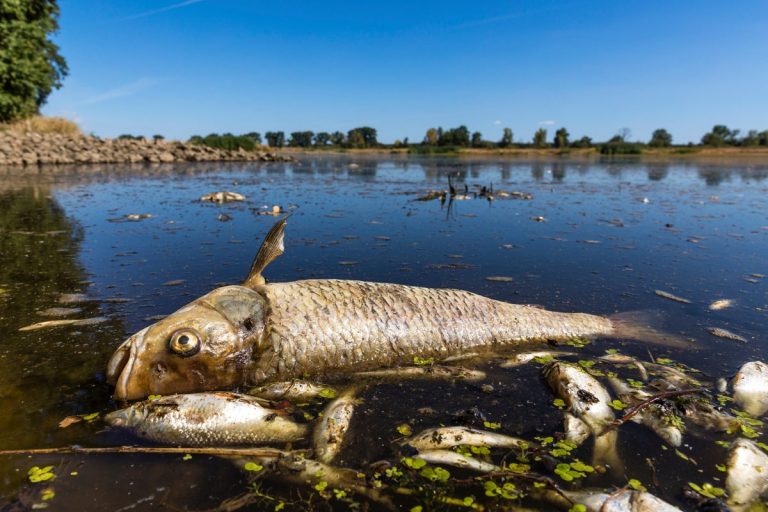Niemcy twierdzą, że Polska nie powstrzymała zanieczyszczenia, które doprowadziło do wymarcia ryb w Odrze