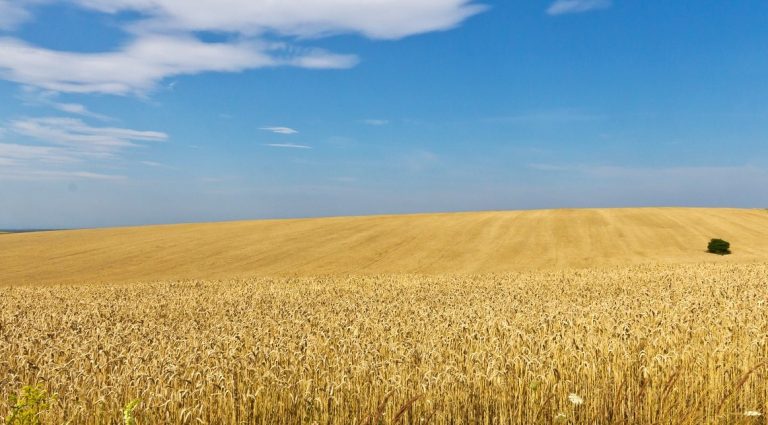 Poland will extend Ukrainian grain ban “regardless of what Brussels decides”