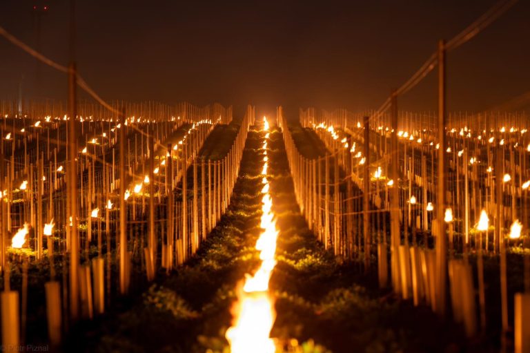 Polish orchards and vineyards light bonfires to warm crops amid sudden cold snap